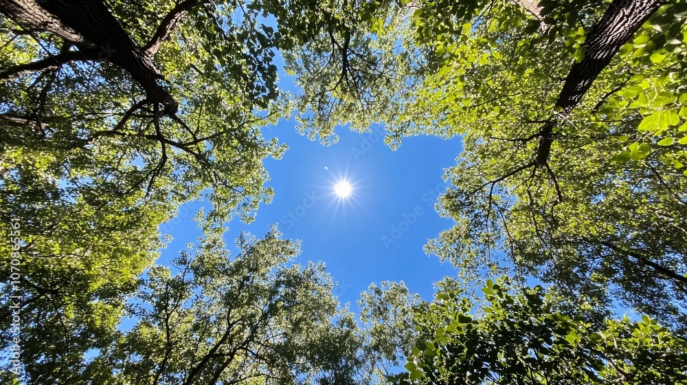 Obraz premium Sun Shining Through the Canopy