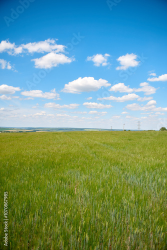 field and blue sky