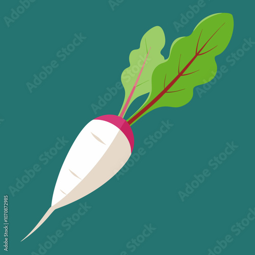 radish isolated on white