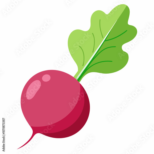 illustration of a radish