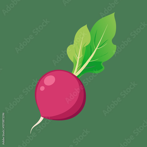 radish isolated on white