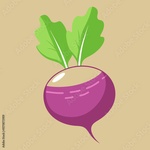 Radish isolated 