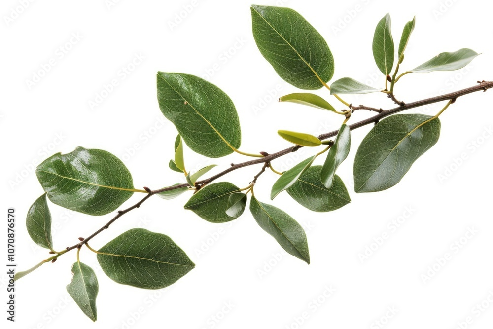 A natural scene featuring a tree branch with lush green leaves, perfect for environmental or nature-related uses A natural scene featuring a tree branch with lush green leaves, perfect for environmental or nature-related uses