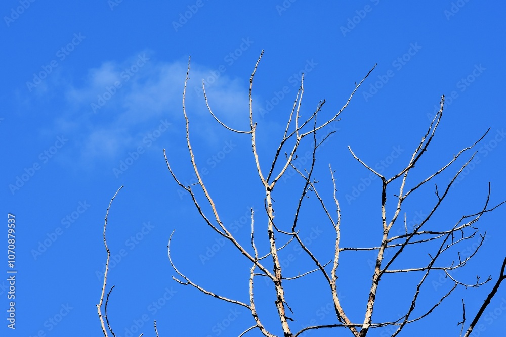 Obraz premium Dead tree against the blue sky, close-up of photo