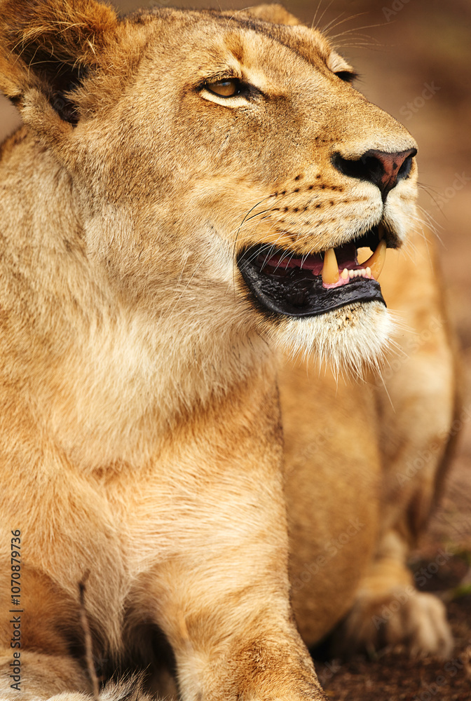 Obraz premium Lioness, resting or wild cat in park, safari and nature by grass for camouflage in South Africa. Serengeti, travel or predator in savanna terrain for outdoor environment or natural animal habitat