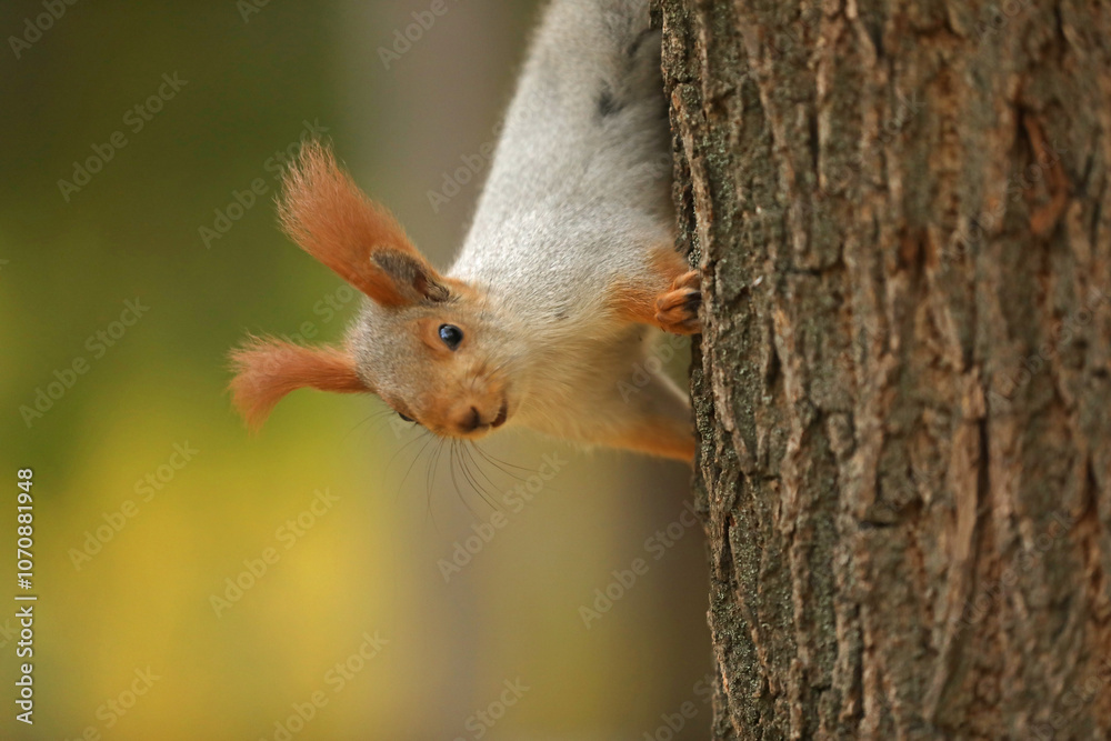 Beautiful cute red squirrel sitting on the tree in autumn park Beautiful cute red squirrel sitting on the tree in autumn park
