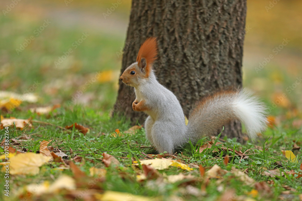 Beautiful cute red squirrel sitting on the grass with yellow leaves in autumn park Beautiful cute red squirrel sitting on the grass with yellow leaves in autumn park