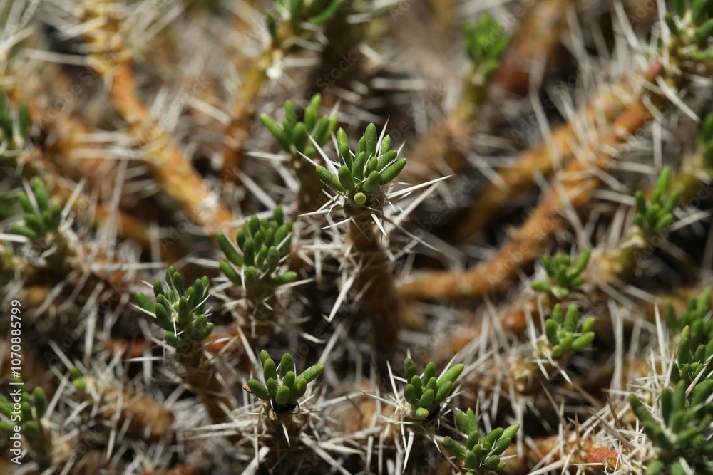 Fototapeta premium Rare and exotic cactus Maihuenia poeppigii from Chile and Argentina 