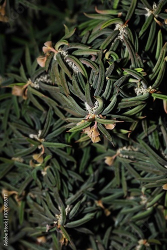 Caudex succulent plant Euphorbia cylindrifolia