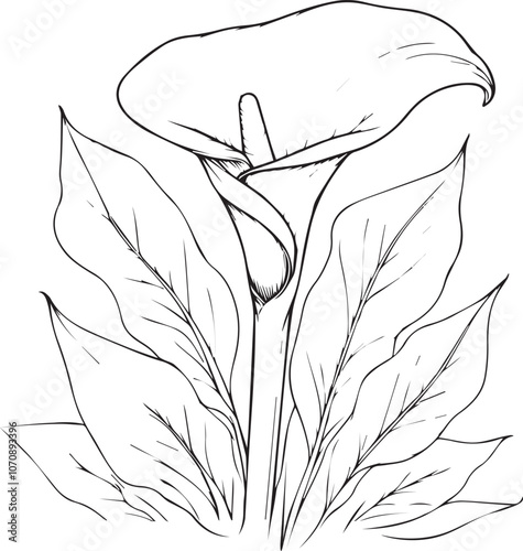 Single line drawing of beautiful fresh calla flower for home wall art decor. Printable poster decorative sword calla flower concept. Modern line drawing iris flower design vector illustration