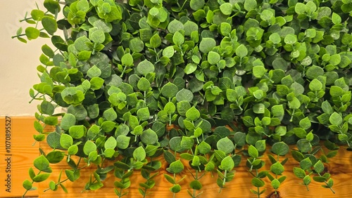 Lush Green Foliage on a Wooden Shelf for Indoor Decor photo