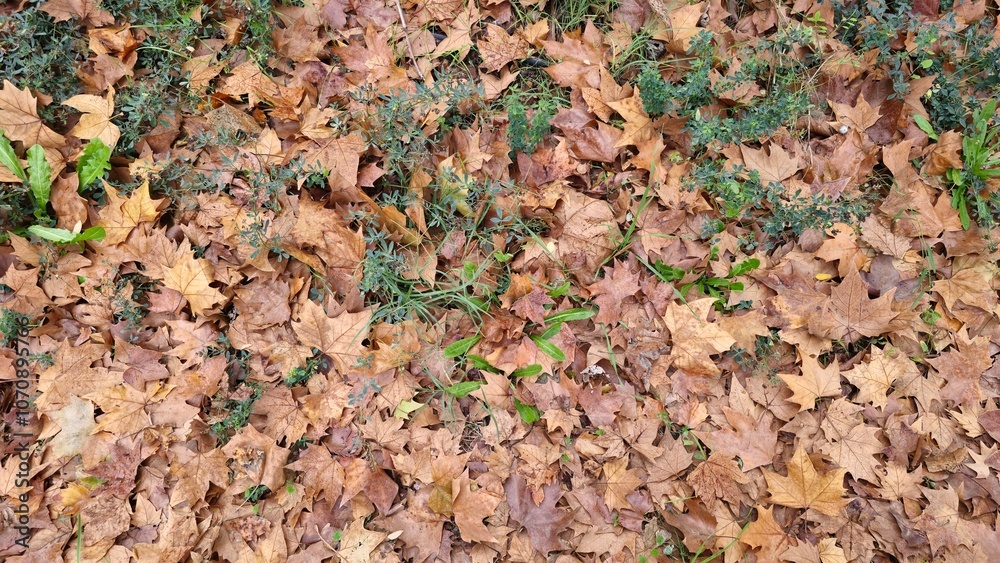 Layer of Fallen Autumn Leaves on the Ground Layer of Fallen Autumn Leaves on the Ground