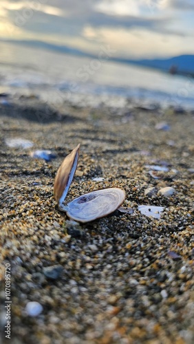 An open empty seashell lies on the shore. Loneliness, emptiness