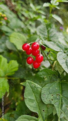 There are bright red berries in the foreground. The green leaves of the shrub frame them beautifully