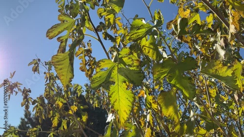 Yellow, orange and green autumn leaves on branches of bush Morus alba, White mulberry moved by wind on sunny windy weather with sun and blue sky. Topics: autumn colors, beauty of nature, season