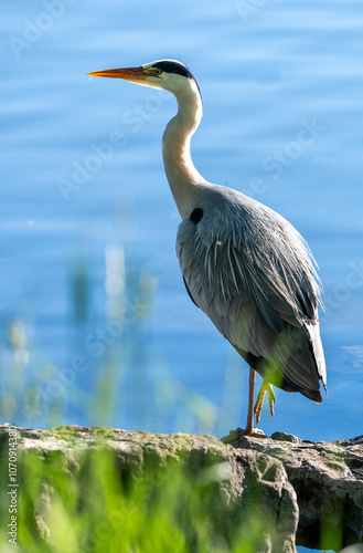 Reiher am Bodensee