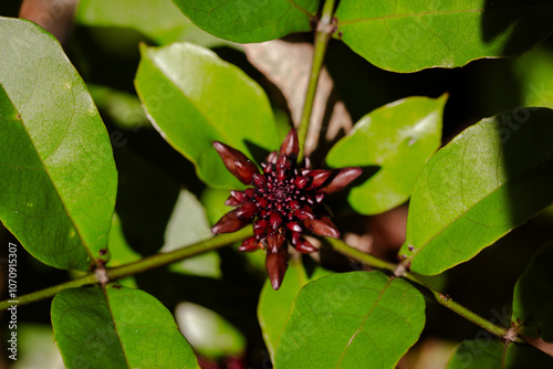 Flor do Akokô (Newulboudia laevis Seem). Planta de origem africana	
