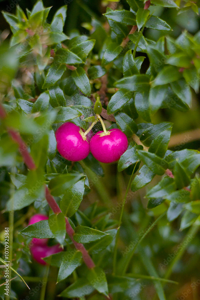 red berries on a branch