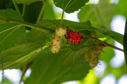 Amora. Amoreira. Fruta. 