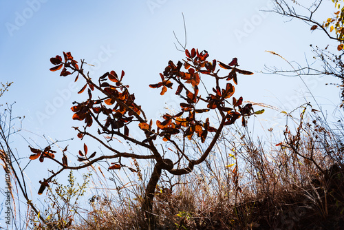 Árvore com folhas marrons no Parque da Serra do Curral em Belo Horizonte, Minas Gerais, Brasil photo