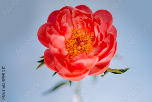 Fototapeta Naklejka Na Ścianę i Meble -  peonies