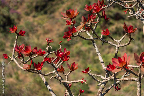 Kielmeyera speciosa contra a montanha do Parque da Serra do Curral em Belo Horizonte, Minas Gerais, Brasil photo