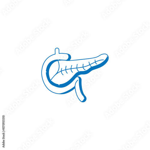Pancreas with Duodenum Vector Illustration for magazines, books or scientific presentation