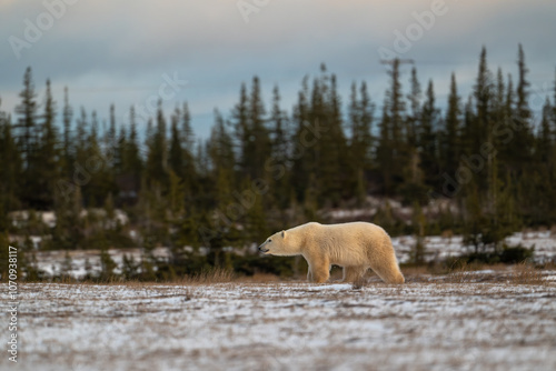 Polar bear walking through snow covered field