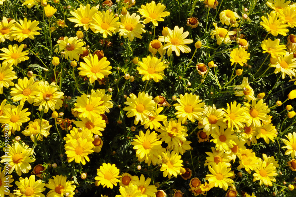 Yellow Crown Daisy Yellow Crown Daisy