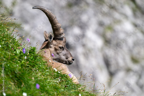 Steinbock im Alpstein