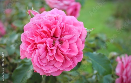 Fototapeta Naklejka Na Ścianę i Meble -  pink roses on a green background in the garden. Beautiful natural background. Floral landscape. Flowers close up. rose buds. Delicate petals. Aroma. Background texture. Nature. Autumn garden.