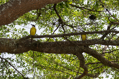 South American Bird Pitangus sulphuratus photo