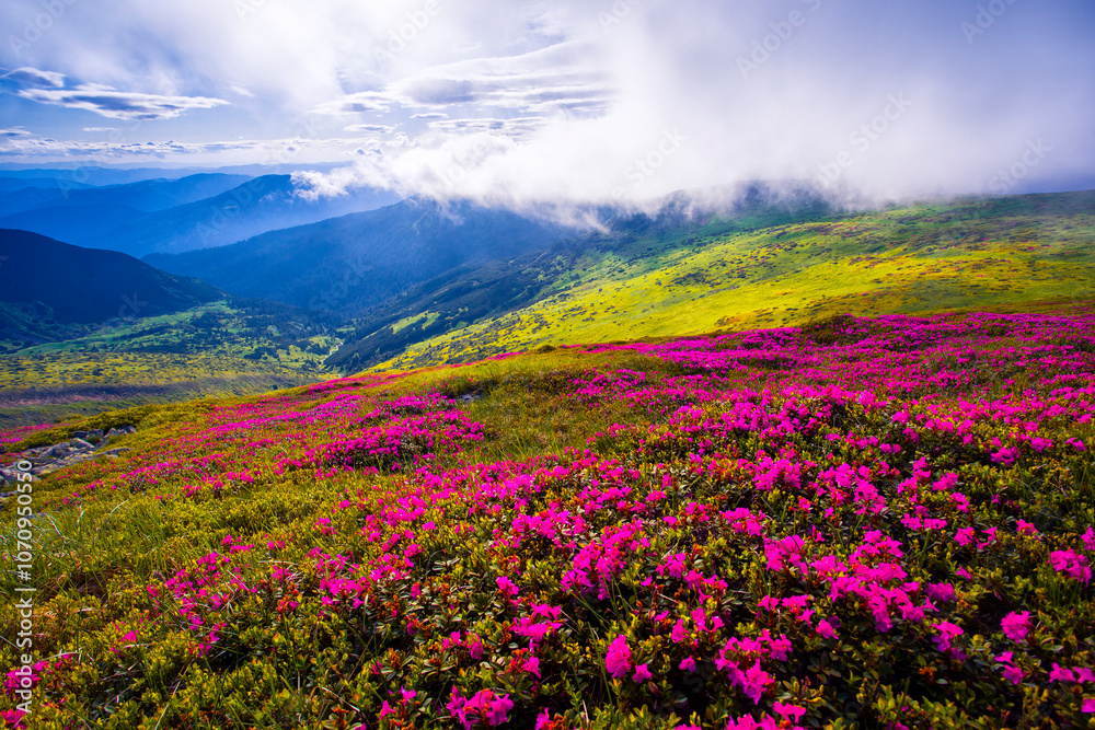 blossom pink rhododendrons flowers, amazing panoramic nature scenery blossom pink rhododendrons flowers, amazing panoramic nature scenery