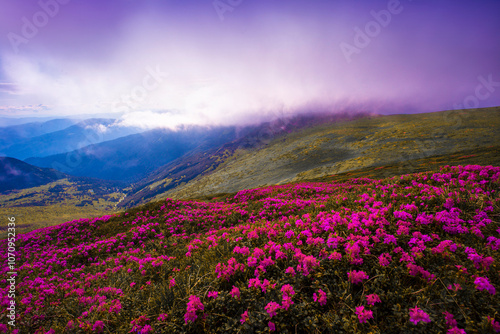 blossom pink rhododendrons flowers, amazing panoramic nature scenery