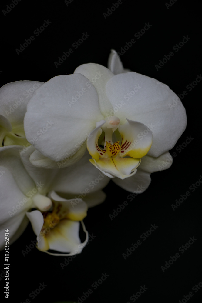 white orchid on black