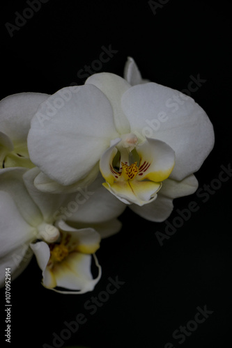 Obraz na płótnie white orchid on black w salonie