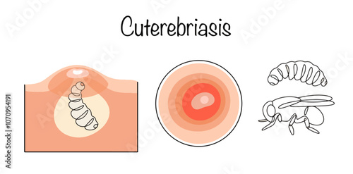 Cuterebriasis photo