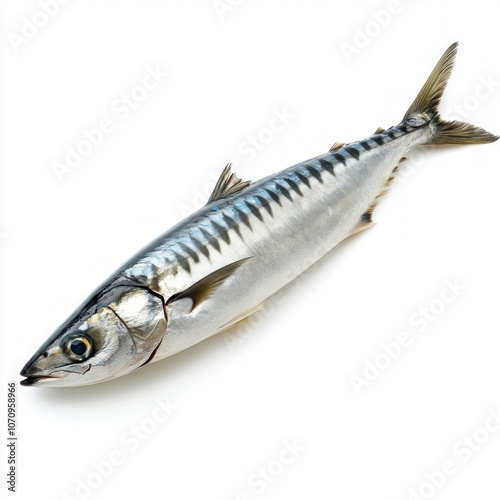Mackerel Fish Isolated
