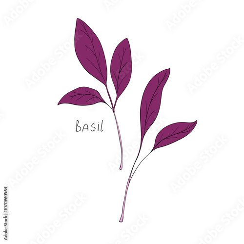Purple basil micro greens. Organic raw vegan healthy food. Vegan dinner ingredient. Healthy nutrition herb spice vector illustration. Micro greens stem isolated on white background for print and web