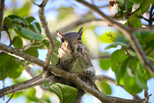 Beautiful wild gray squirrel eating nuts on a tree in summer town park