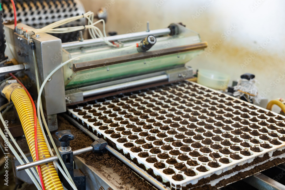 Fototapeta premium Industrial conveyor for planting seeds in special trays for germination