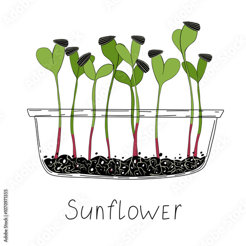 Sunflower sprout vector illustration. Micro green growing at home in container. Fresh cooking ingredients isolated on a white background. Young green germinating sunflower sprouts from sunflower seeds