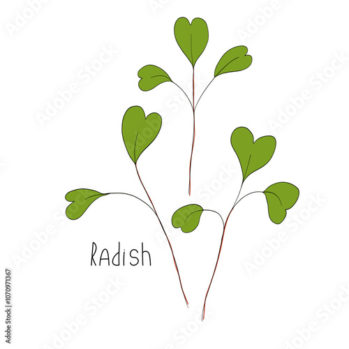 Radish sprout vector illustration. Micro greens stem. Fresh cooking ingredients isolated on a white background. Young green germinating radish sprouts for logo, print, design