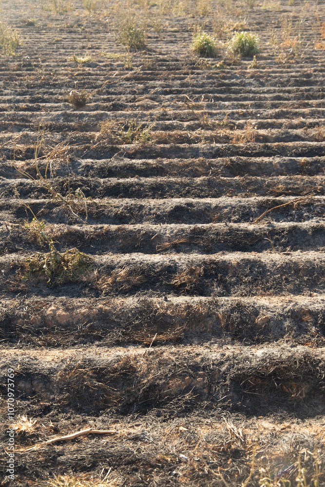 Fires in the agriculture and lost crops for climate change and natural disaster for fires Fires in the agriculture and lost crops for climate change and natural disaster for fires