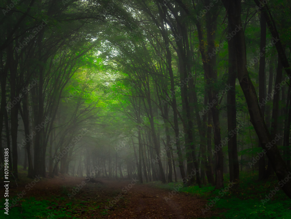 Obraz premium Creepy mysterious green foggy forest during autumn day with forest road and green foliage