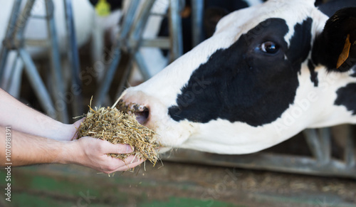 Canvas Print Hands of male farmer holding out handful of organic compound feed to black and w