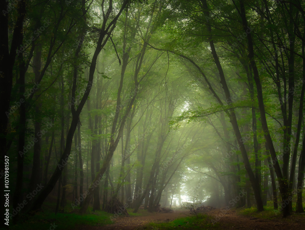 Obraz premium Creepy mysterious green foggy forest during autumn day with forest road and green foliage