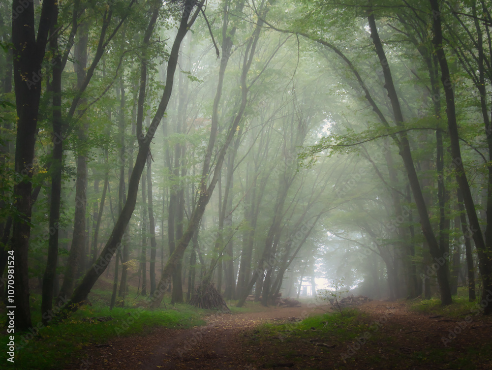 Obraz premium Creepy mysterious green foggy forest during autumn day with forest road and green foliage