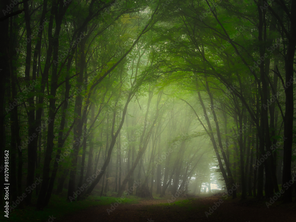 Obraz premium Creepy mysterious green foggy forest during autumn day with forest road and green foliage