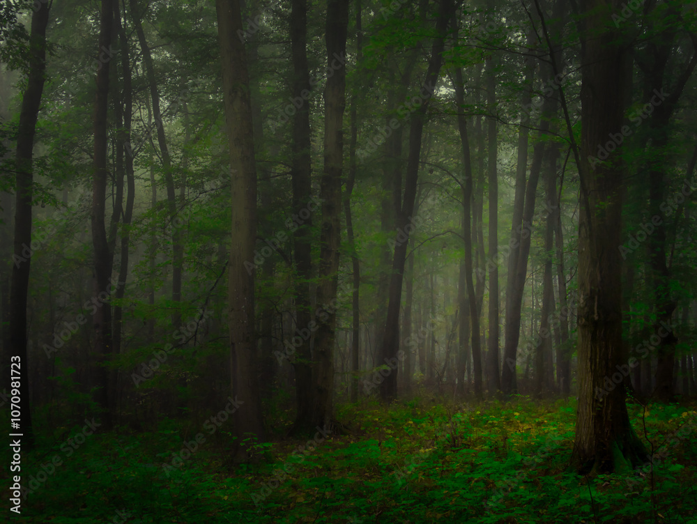 Mysterious green foggy forest during autumn day with trees Mysterious green foggy forest during autumn day with trees